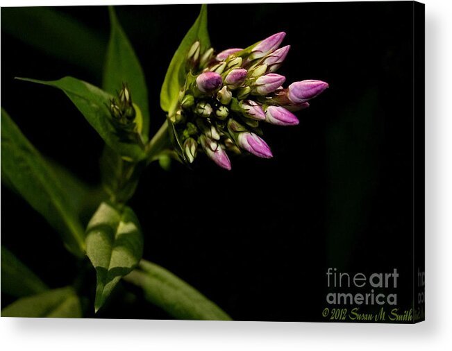 Flower Acrylic Print featuring the photograph Out of the Shadows by Susan Smith