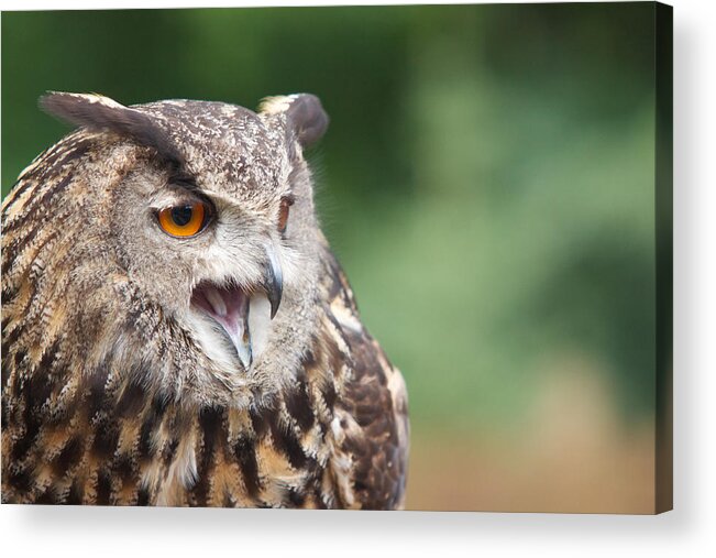  Acrylic Print featuring the photograph Owl by Josef Pittner