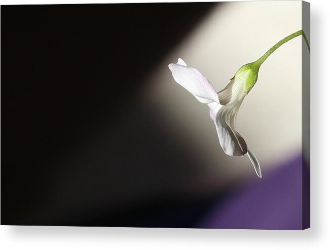 Floral Garden Acrylic Print featuring the photograph Oxalis Bloom by Kume Bryant