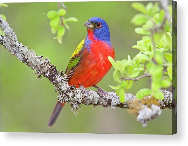 Painted Bunting Acrylic Print featuring the photograph Painted Bunting by D Robert Franz