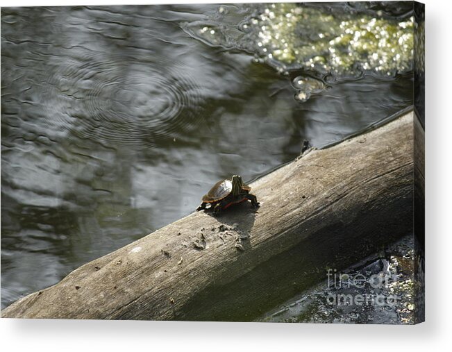 Tuttle Acrylic Print featuring the photograph Painted Tuttle by Yumi Johnson