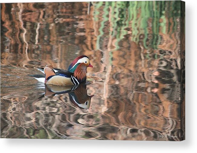  Male Mandarin Duck Acrylic Print featuring the photograph Painted Waters by Amy Gallagher