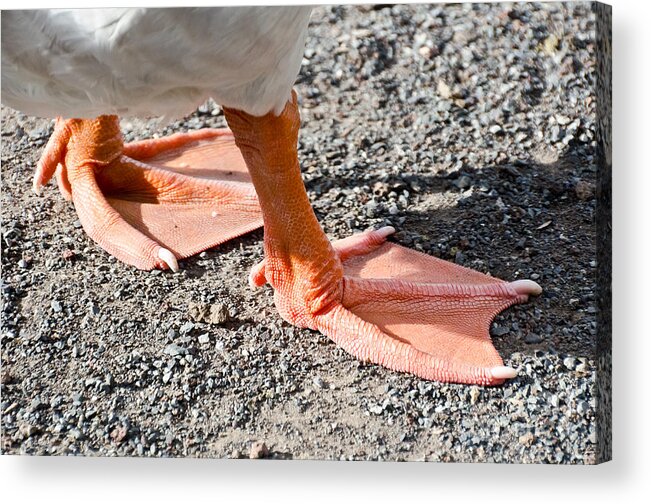 Goose Acrylic Print featuring the photograph Pair of Feet by Yurix Sardinelly