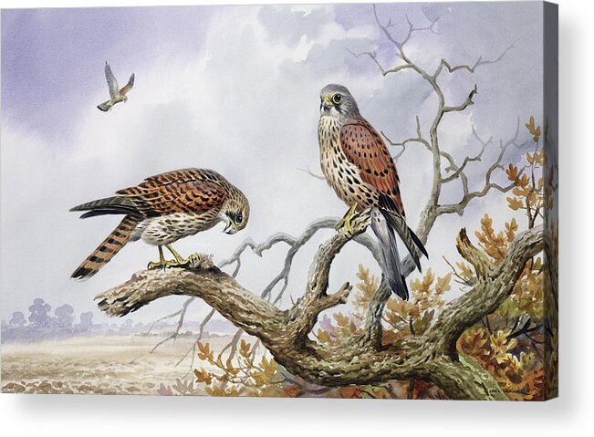 Hovering; Perched; Bird Eating; Tree Tops; Birds; Bird Of Prey; Faucon Crecerelle; Falco Tinnunculus; Landscape Acrylic Print featuring the painting Pair of Kestrels by Carl Donner 