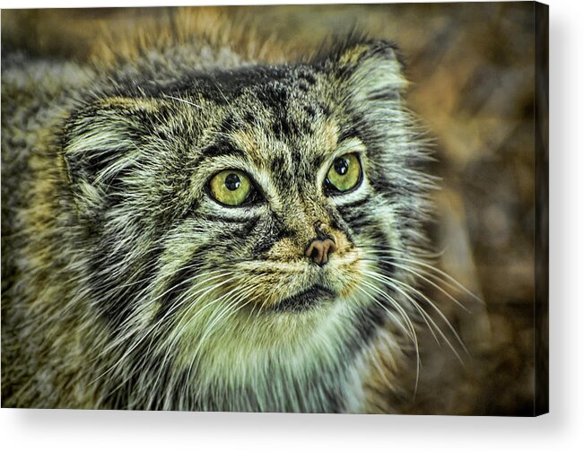 Pallas Cat Acrylic Print featuring the photograph Pallas Cat by Heather Applegate