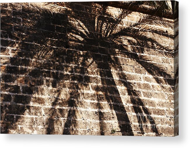 Palmera Acrylic Print featuring the photograph Palm tree cup by Agusti Pardo Rossello