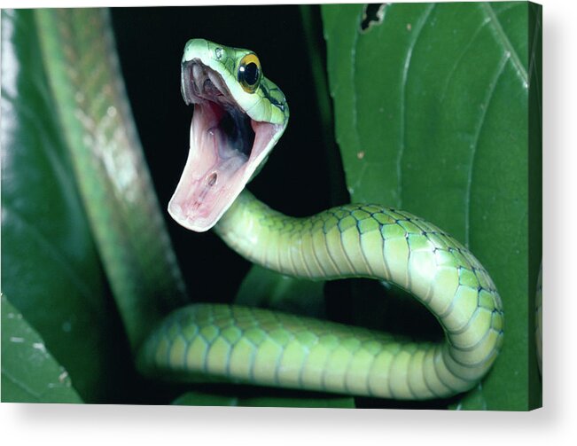 Mp Acrylic Print featuring the photograph Parrot Snake Leptophis Ahaetulla by Michael & Patricia Fogden