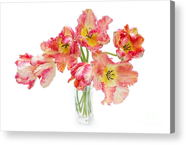 Tulip Acrylic Print featuring the photograph Parrot Tulips in a Glass Vase by Ann Garrett