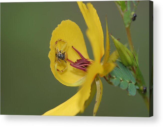 Partridge Pea Acrylic Print featuring the photograph Partridge Pea And Matching Crab Spider With Prey by Daniel Reed
