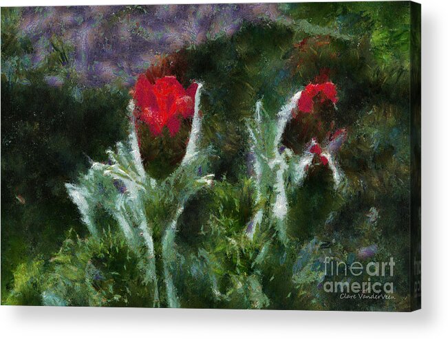 Pasque Flowers Acrylic Print featuring the photograph Pasque Flowers by Clare VanderVeen