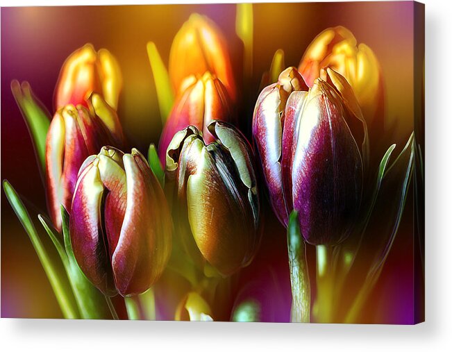Yellow Acrylic Print featuring the photograph Pateline Tulips by Bill and Linda Tiepelman