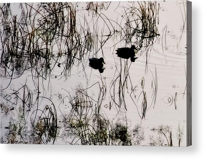 Birds Acrylic Print featuring the photograph Patterns in Reflections by Albert Seger