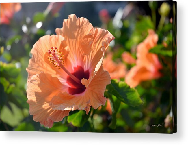 Hibiscus Acrylic Print featuring the photograph Peach Hibiscus by Marie Hicks