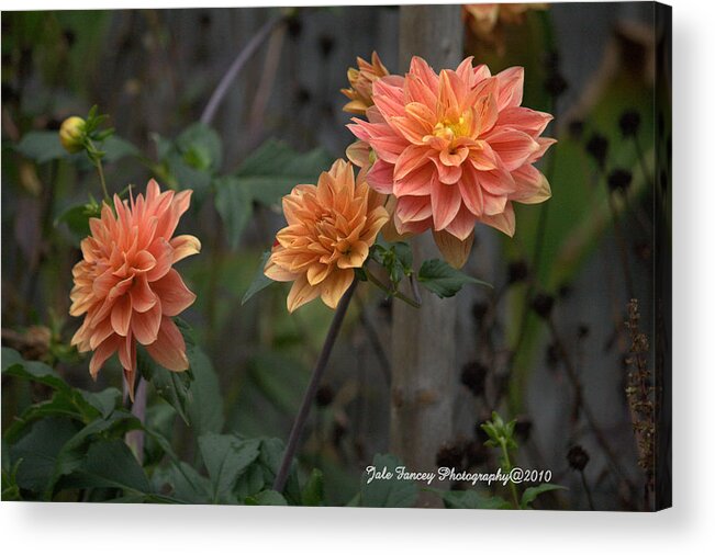 Flowers Acrylic Print featuring the photograph Peachy Petals by Jale Fancey