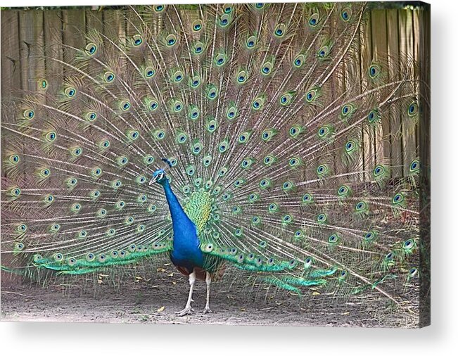 Peacock Acrylic Print featuring the photograph Peacock Finery on Display by Jeanne Juhos