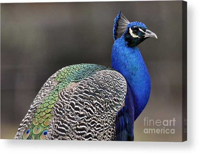 Peacock Acrylic Print featuring the photograph Peacock profile by Laura Mountainspring