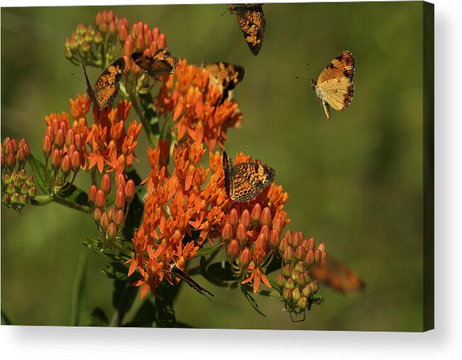 Pearly Crescentpot Butterfly Acrylic Print featuring the photograph Pearly Crescentpot Butterflies Landing On Butterfly Milkweed by Daniel Reed
