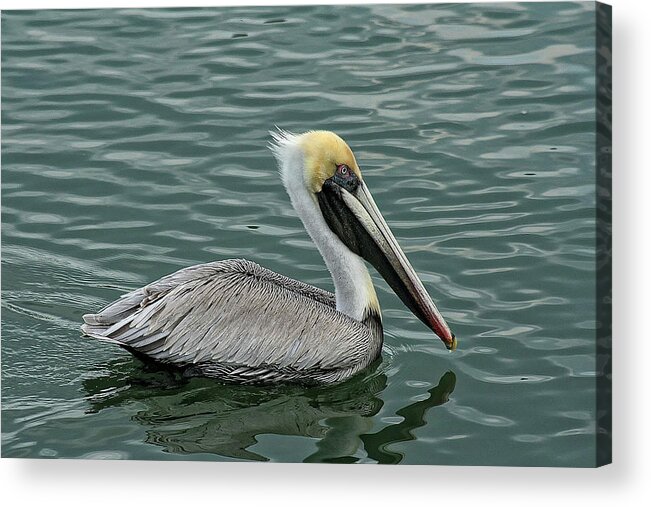 Sandra Anderson Acrylic Print featuring the photograph Pelican Out for a Swim by Sandra Anderson