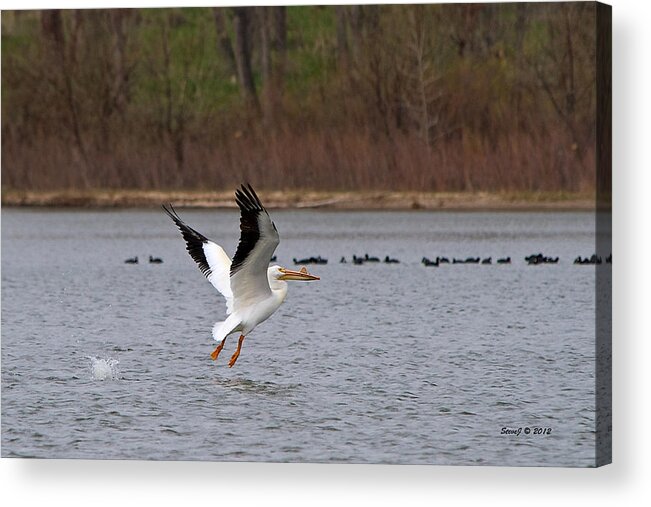 Pelican Acrylic Print featuring the photograph Pelican Take-Off by Stephen Johnson