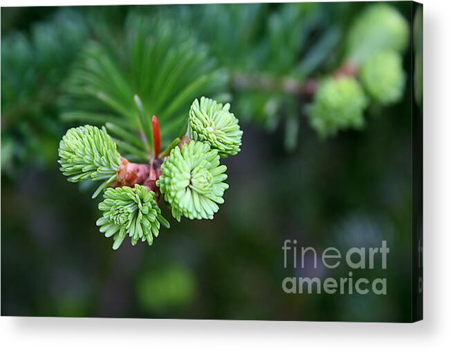  Acrylic Print featuring the photograph Pine by LR Photography