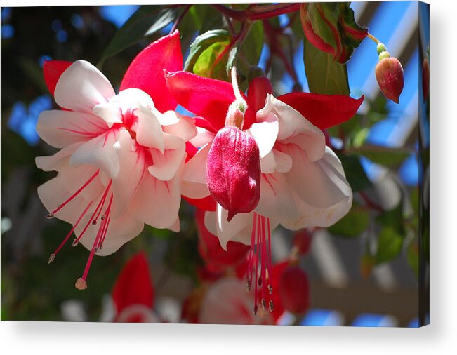 Flower Acrylic Print featuring the photograph Pink and Red Fuchsia by Amy Fose