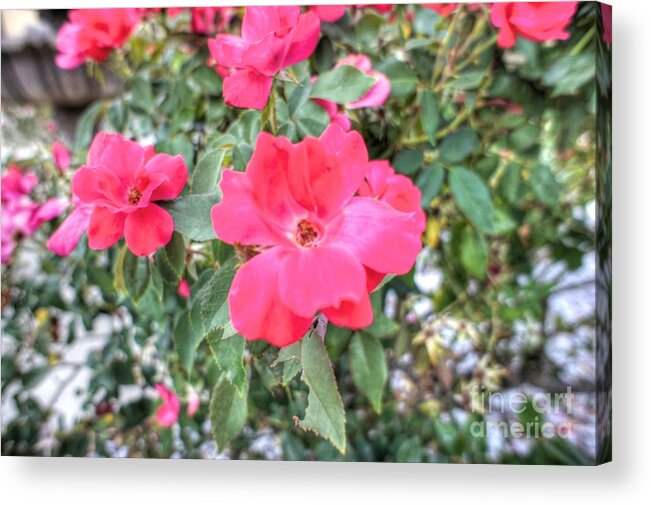 Flower Acrylic Print featuring the photograph Pink Eye by Will Cardoso