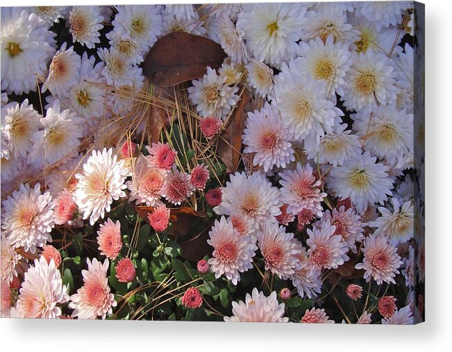 Flower Acrylic Print featuring the photograph Pink Mum by Joseph Yarbrough