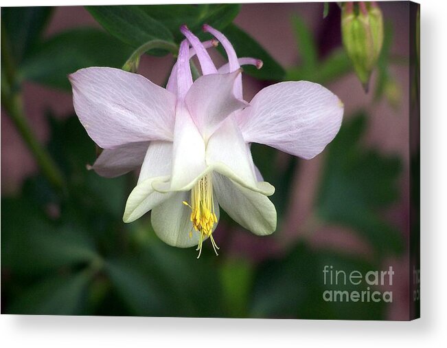 Columbine Acrylic Print featuring the photograph Pink Perfection by Dorrene BrownButterfield