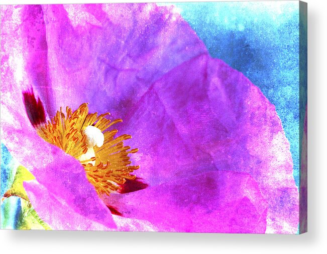 Rose Acrylic Print featuring the photograph Pink Rock Rose on Blue by Carol Leigh