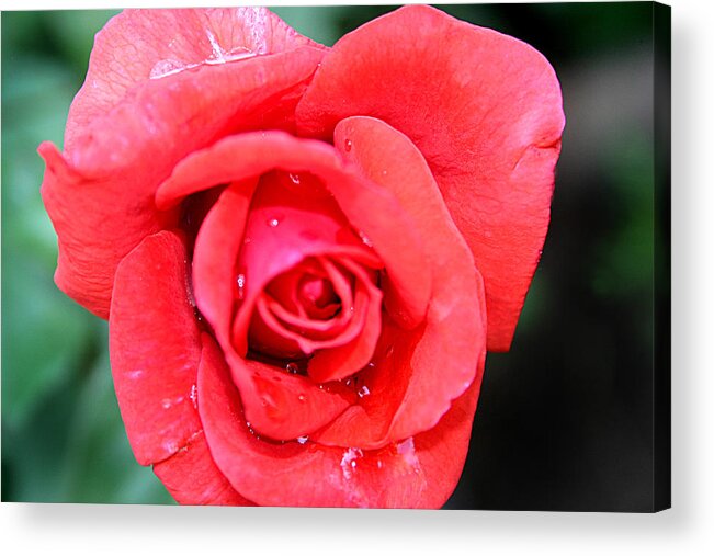 Drop Acrylic Print featuring the photograph Pink rose after rain by Emanuel Tanjala