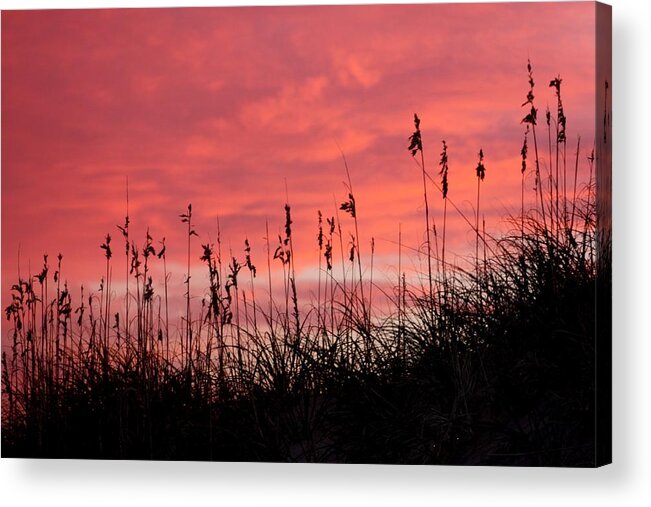 Pink Acrylic Print featuring the photograph Pink skys above the dunes by Kim Galluzzo