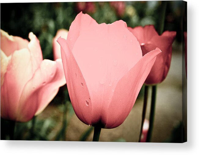 Beautiful Acrylic Print featuring the photograph Pink tulips by Emanuel Tanjala