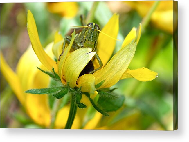 Hungry.grasshopper.cricket.eat. Eats Flowers.flowers .garden.petals.leaf.feild.bug.insect.pest.nature.greeting Card. Canvas Acrylic Print featuring the photograph Please dont eat My Flowers by Kathy Gibbons