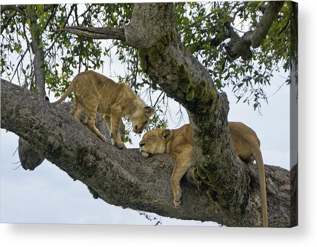 Africa Acrylic Print featuring the photograph Please Wake Up by Michele Burgess