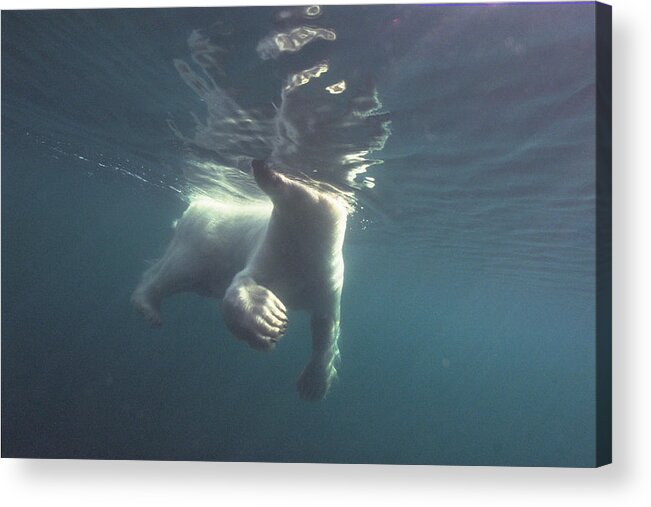 00125874 Acrylic Print featuring the photograph Polar Bear Swimming Wager Bay Canada by Flip Nicklin
