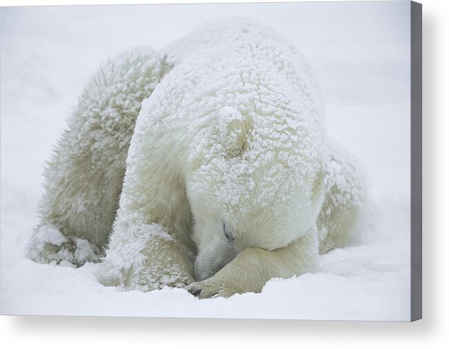 Mp Acrylic Print featuring the photograph Polar Bear Ursus Maritimus Sleeping by Konrad Wothe