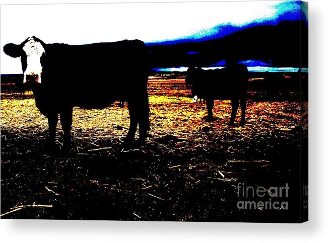 Calf Acrylic Print featuring the photograph Pop Art Calves by Therese Alcorn