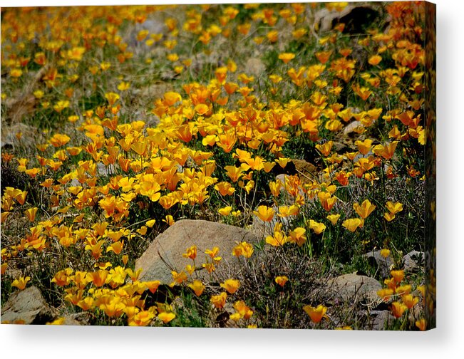 Photograph Acrylic Print featuring the photograph Poppies Everywhere by Vicki Pelham