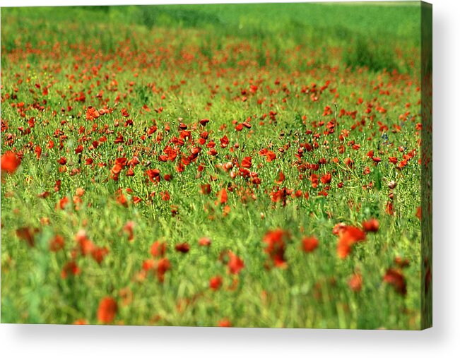 Agriculture Acrylic Print featuring the photograph Poppy field I by Emanuel Tanjala