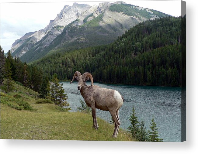 Portrait Acrylic Print featuring the photograph Portrait of a BigHorn Sheep at Lake Minnewanka by Laurel Best