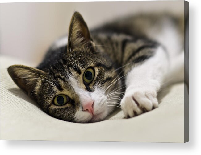 Brown Acrylic Print featuring the photograph Portrait of a cat by Michael Goyberg