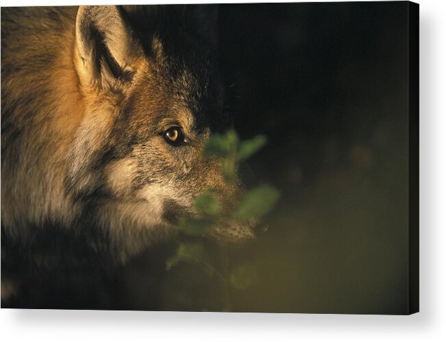Wild Acrylic Print featuring the photograph Portrait of a Wolf looking through leaves by Ulrich Kunst And Bettina Scheidulin