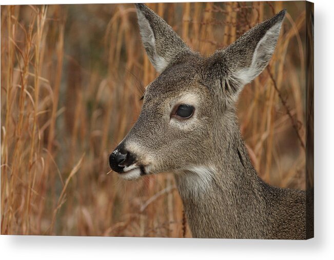 Odocoileus Virginanus Acrylic Print featuring the photograph Portrait Of Browsing Deer by Daniel Reed