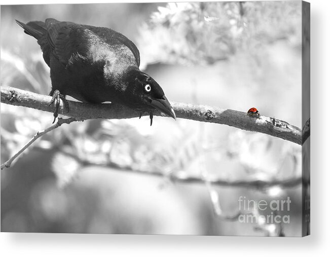 Grackle Acrylic Print featuring the photograph Pounce by Jan Piller