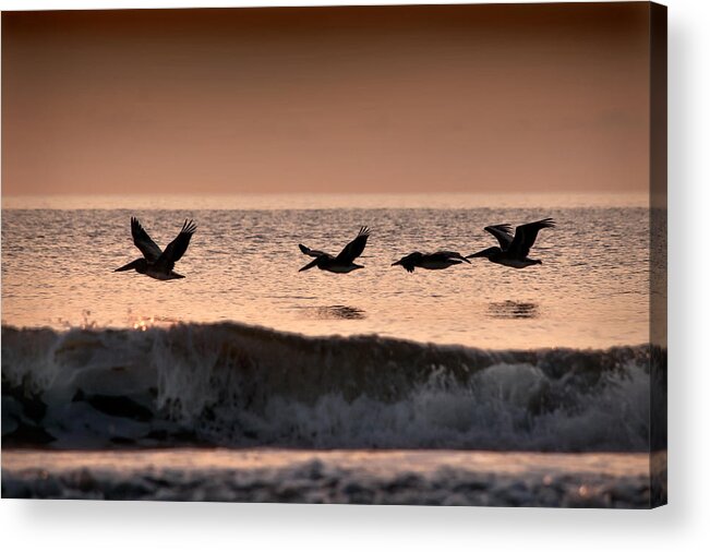 Pelican Acrylic Print featuring the photograph Predawn Formation by Steven Sparks