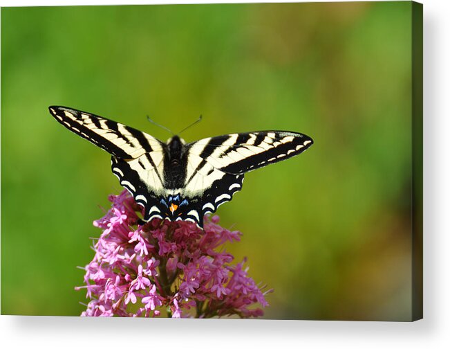 Yellow Swallowtail Acrylic Print featuring the photograph Preparing for Take-off by Ronda Broatch