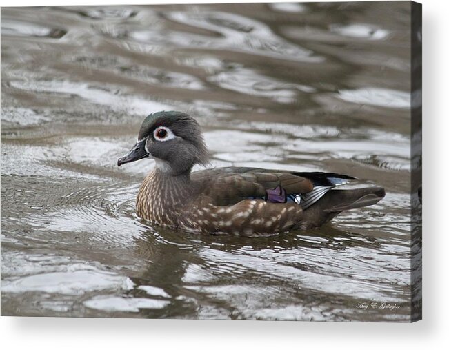 Wood Duck Acrylic Print featuring the photograph Pretty Girl by Amy Gallagher