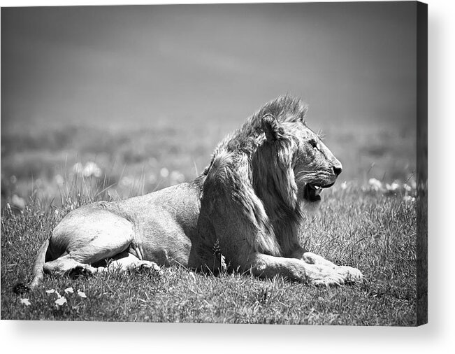 Africa Acrylic Print featuring the photograph Pride in Black and White by Sebastian Musial