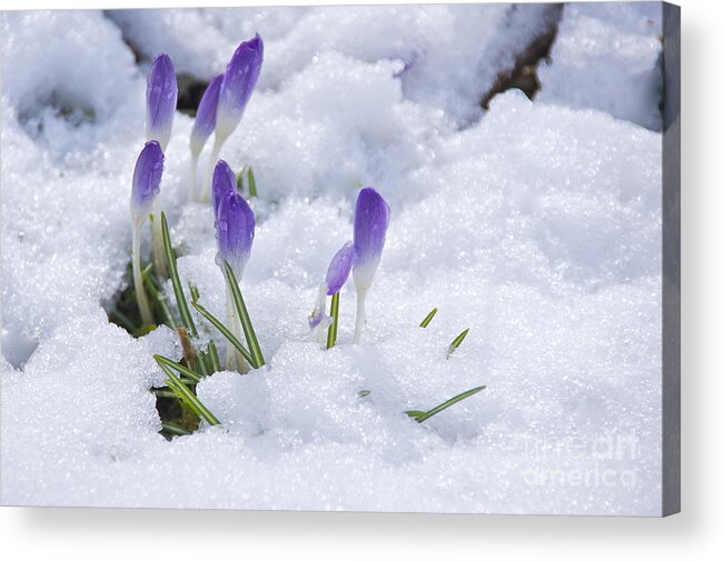 Photography Acrylic Print featuring the photograph Promise of Spring by Sean Griffin