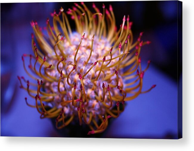 Exotic Bloom Acrylic Print featuring the photograph Protea' by Patricia Haynes